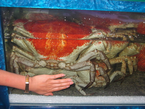 Arques wird Neu Starten 343120