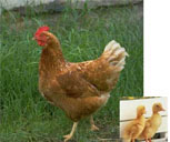 AquaLiv Technologies geht durch die Decke 586007