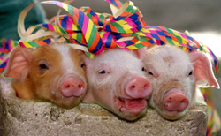 MyHammer - Europe 74627