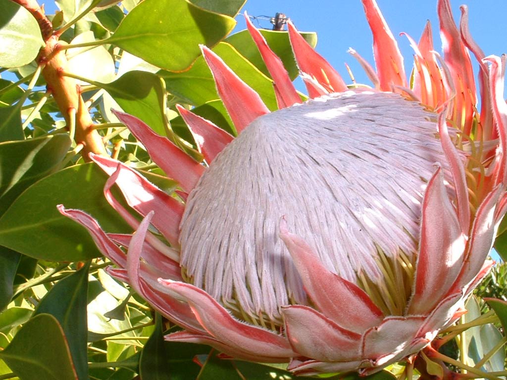 850.DAX-Tipp-Spiel **Do** 14.08.08-17.45 Uhr 179811