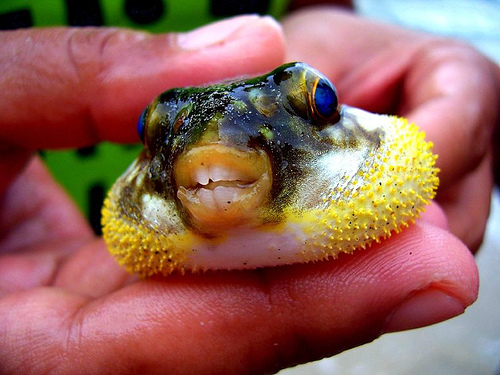 1034.DAX-Tipp-Spiel, Montag 11.05.09 232151