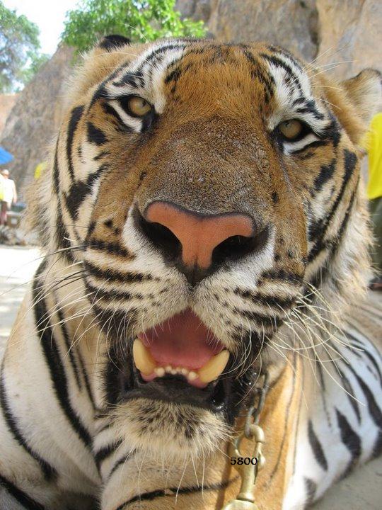 912.DAX Tipp-Spiel *Montag* 10.11.08, 17.45 Uhr 197845