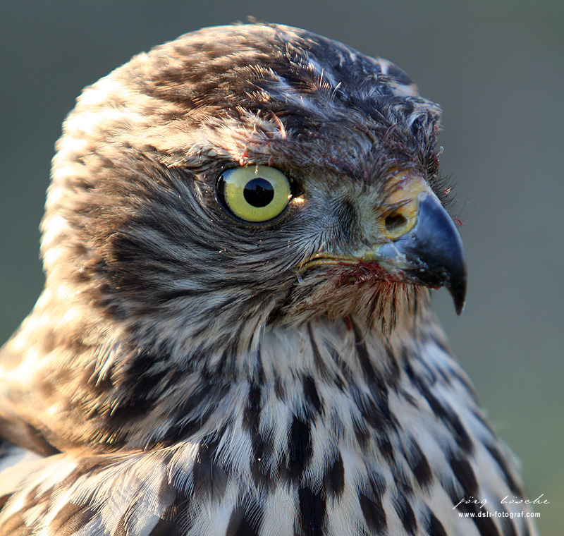 Nordex News/Analysen/Meinungen 216728