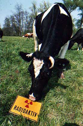 Q-Cells , der Solarzellenriese 205352