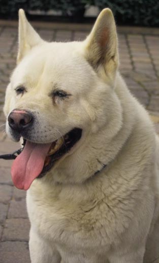 Wenn das Gold redet, dann schweigt die Welt! 212377