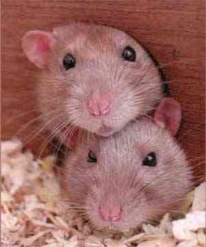 Dialog - Performancesieger 2007? 379673