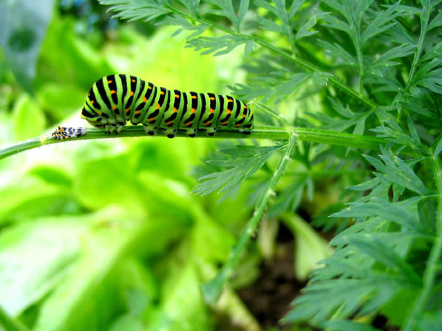 655.DAX Tipp-Spiel, Montag, 05.11.07 129465