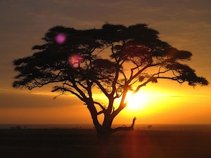 Quo Vadis Dax 2012 - Krise ohne Ende? 478584