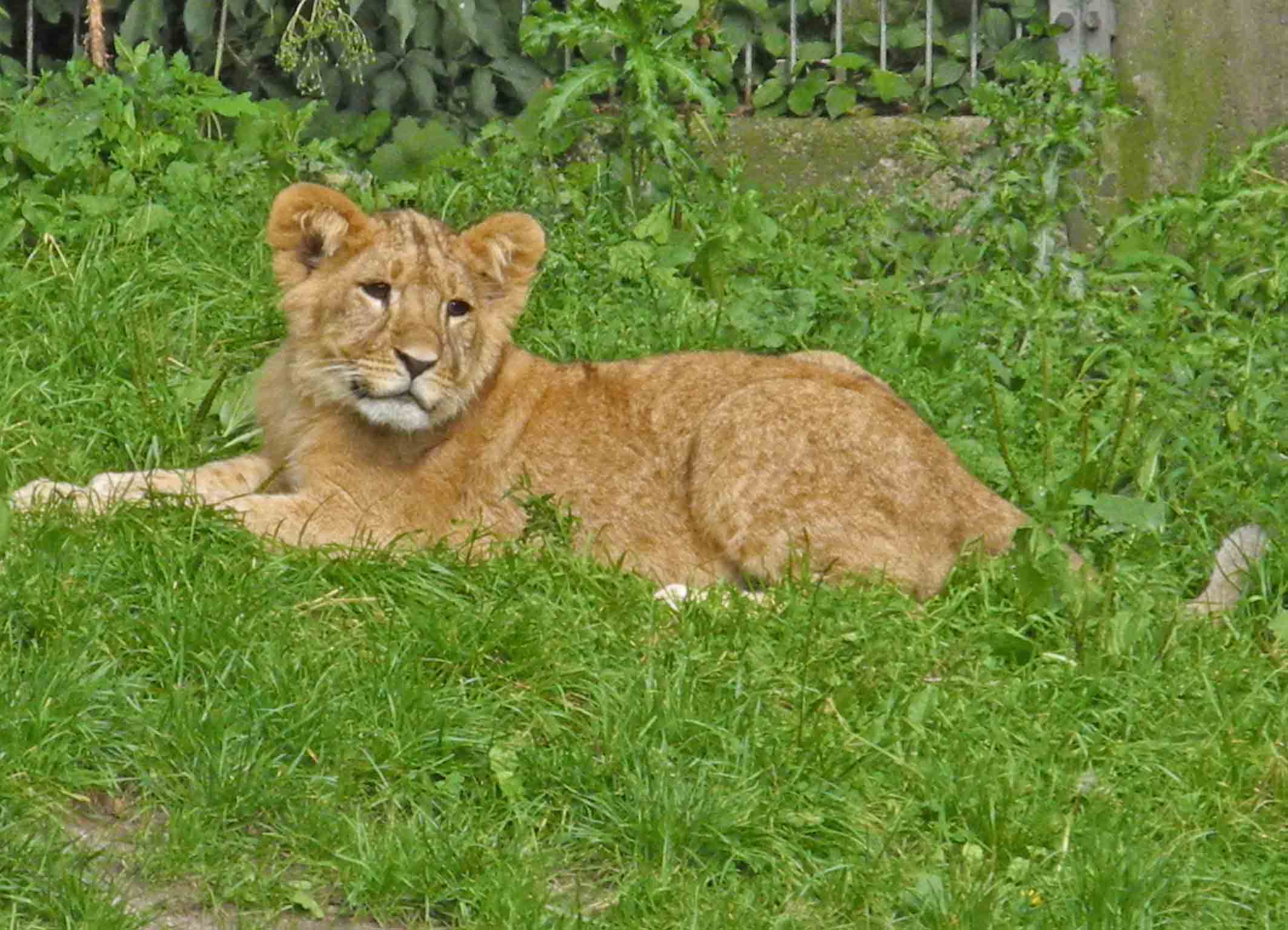 Coop SK Tippspiel (ehem. WMIH) 622933