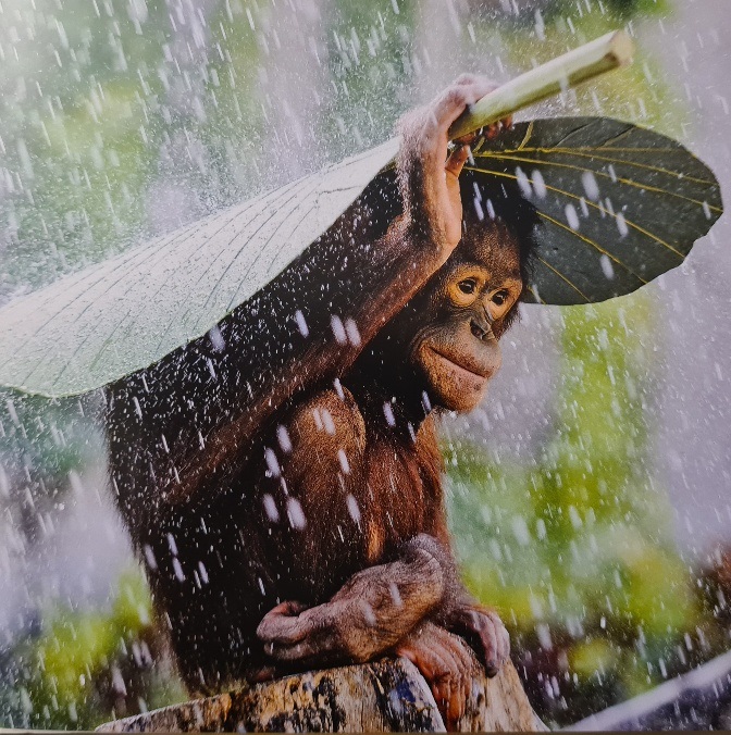 AMC Entertainment Holdings 2.0 - Todamoon?!? 1353459