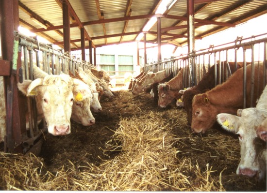 Der USA Bären-Thread 568288