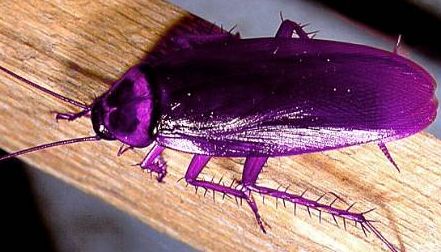 VG Gold ( ISIN: CA9182161021 ) 177709