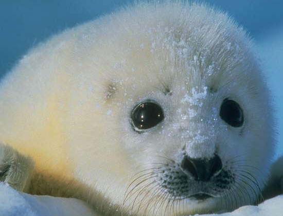 Short Windenergie, Windkraft ist ohne zukunft! 459429