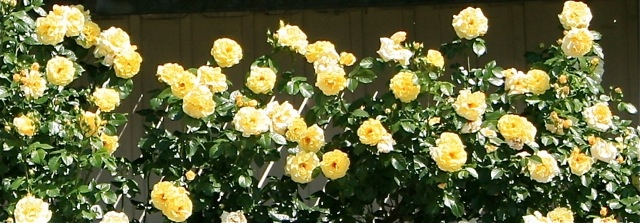 Gold traden - long bzw. short 847463