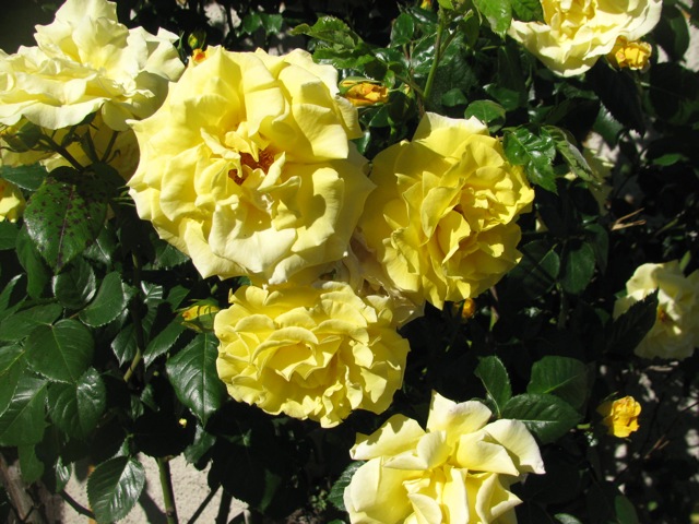 Gold traden - long bzw. short 799070