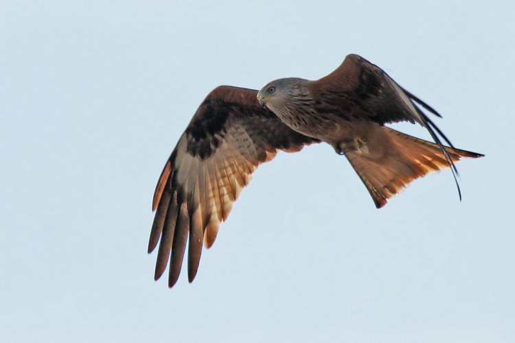 1.166.DAX Tipp-Spiel, Mittwoch, 11.11.09 273972