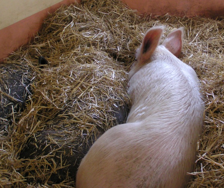 555.DAX Tipp-Spiel, Montag, 18.06.07 104128