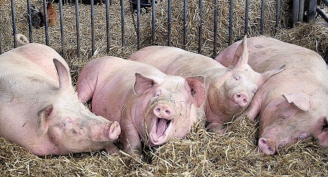 Steinhoff International Holdings N.V. 1142918