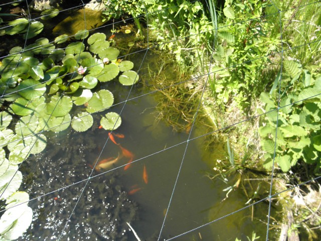 COOP News (ehemals: Wamu /WMIH) 511528