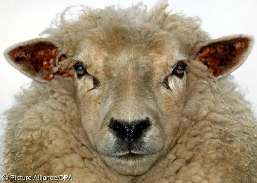 Wenn das Gold redet, dann schweigt die Welt! 274420