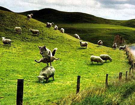 QV ultimate (unlimited) 572005