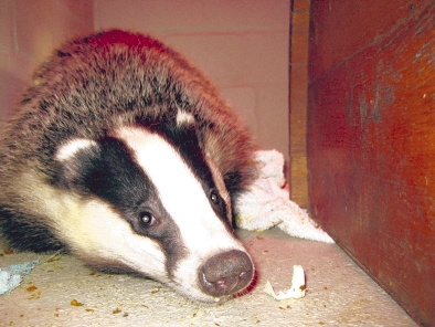 Quo Vadis Dax 2011 - All Time High? 471300