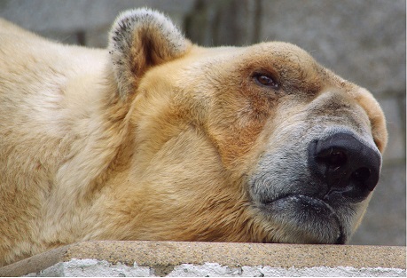 E.on SE - Chance oder Risiko 636321