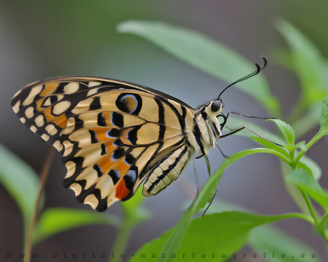 661.DAX Tipp-Spiel, Dienstag, 13.11.07 130921