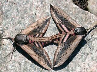 874.DAX Tipp-Spiel *Mittwoch* 17.09.08, 17.45 Uhr 186792