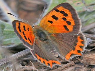 760.DAX Tipp-Spiel, Mittwoch, 09.04.08 158655