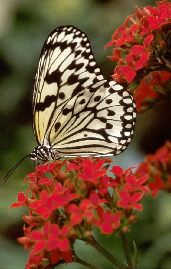 797.DAX Tipp-Spiel, Montag, 02.06.08, 17:45 Uhr 166589