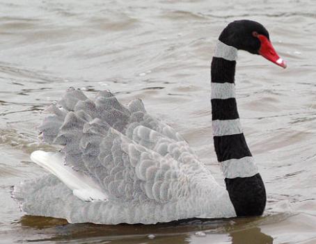 Der USA Bären-Thread 646422