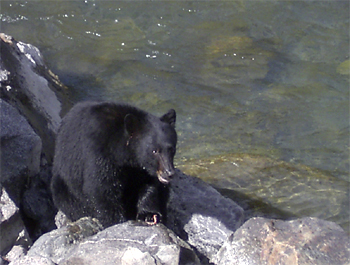 Der USA Bären-Thread 247454