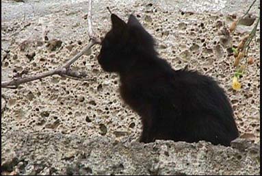 Quo Vadis Dax 2012 - Krise ohne Ende? 477929