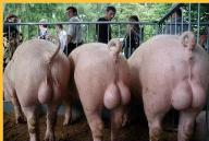 Thompson Creek Metals (Blue Pearl Mng) 98903