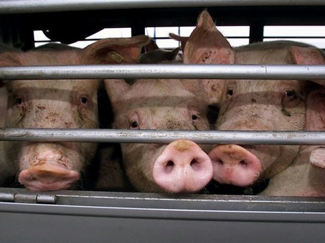 Q-Cells , der Solarzellenriese 200623