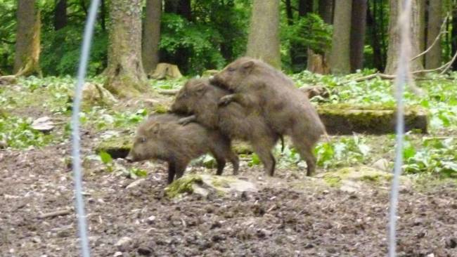 Platz 4 in der Bundesliga 678401