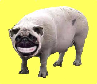 Quo Vadis Dax 2010 - Das Original 298315