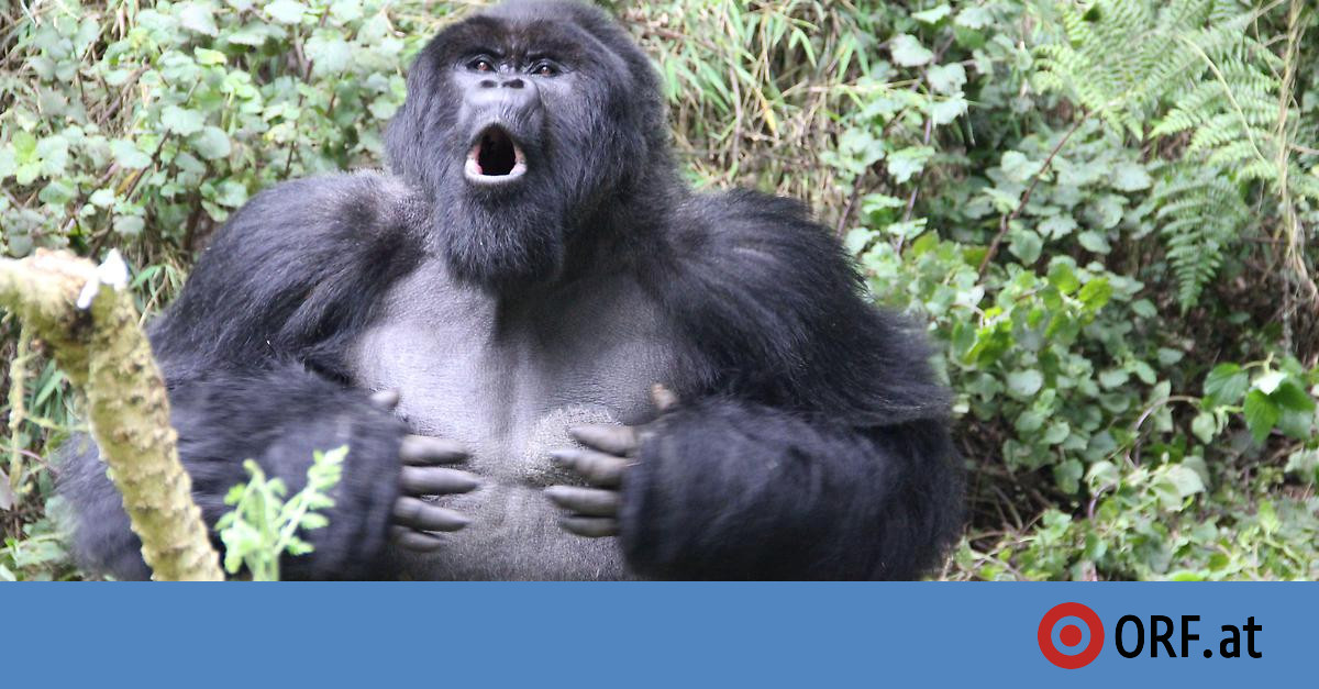 noch keiner hier interessiert... 1320861