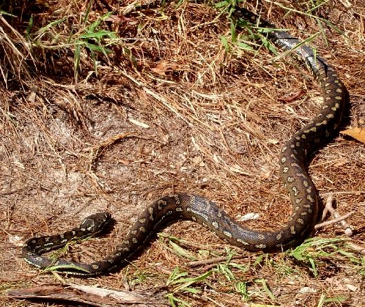 Der USA Bären-Thread 133856