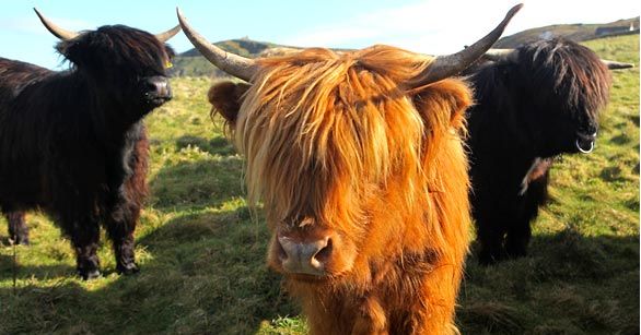 Der USA Bären-Thread 227102