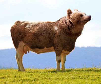 Der USA Bären-Thread 279225