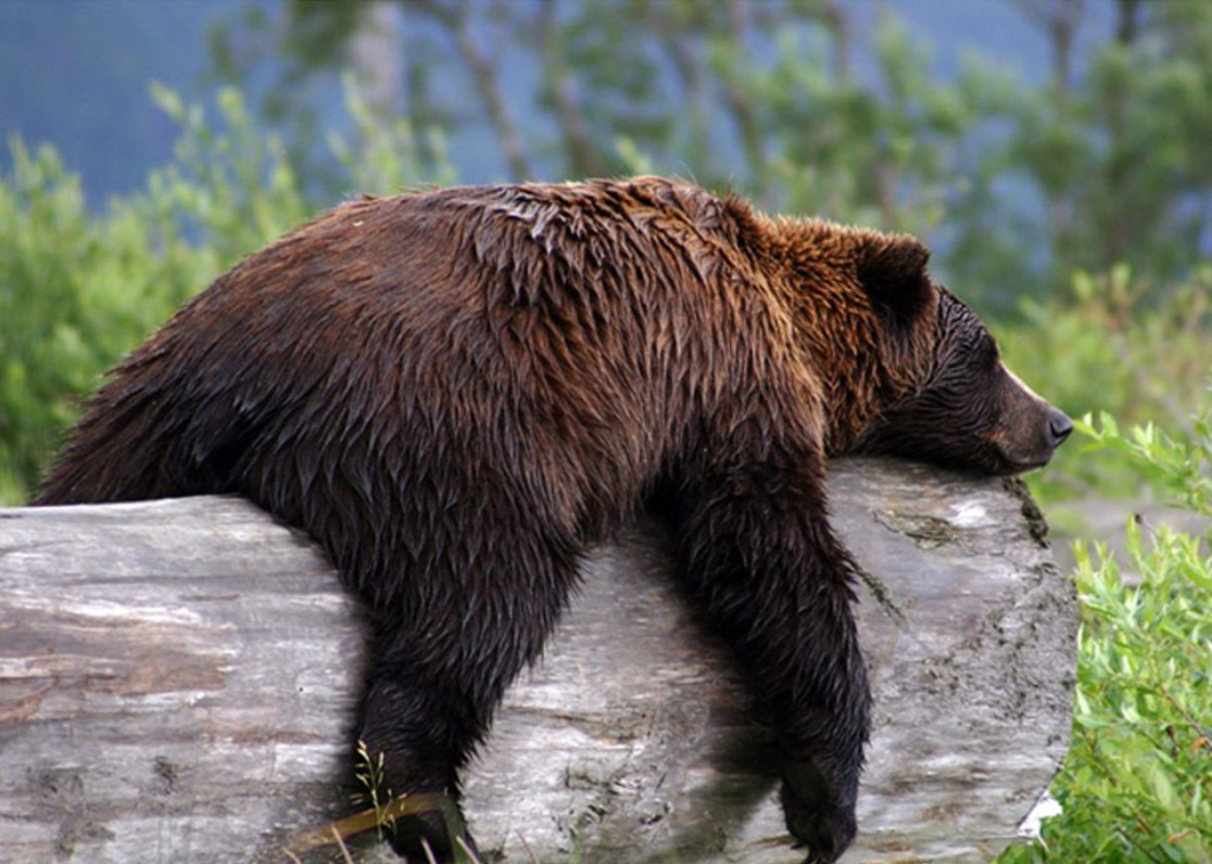 Der USA Bären-Thread 1149094