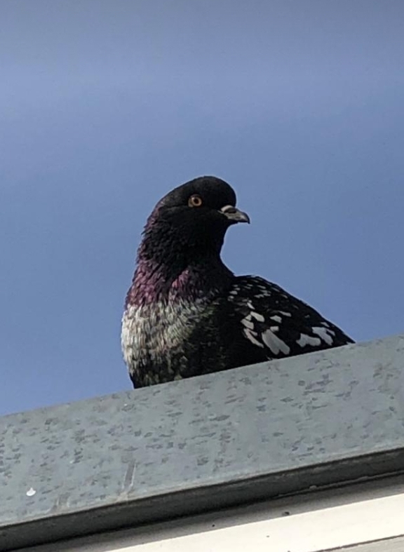 Gaertnerin's Boersen-Huesli 1212330