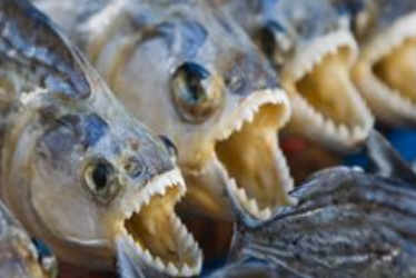 Steinhoff International Holdings N.V. 1232753