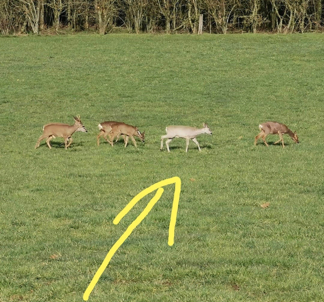 Börse ein Haifischbecken: Trade was du siehst 1240019