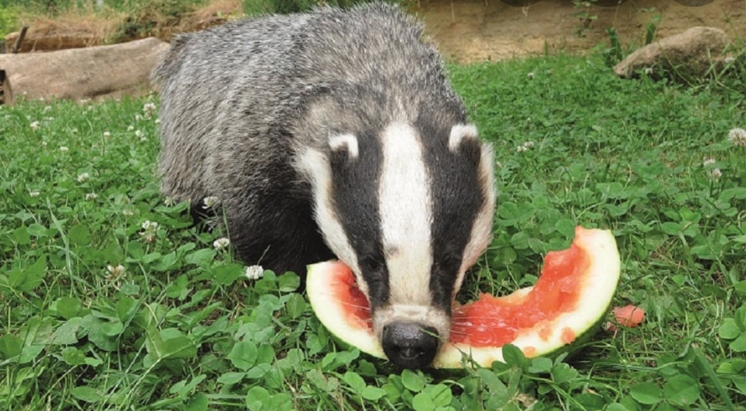 Börse ein Haifischbecken: Trade was du siehst 1243673