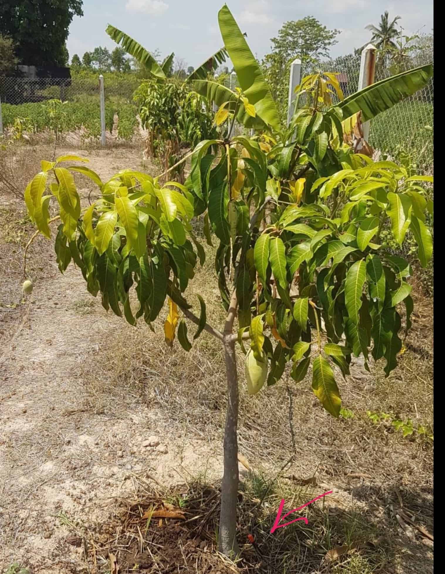 QuoVadisDax - das Original - Nachfolgethread 1481194