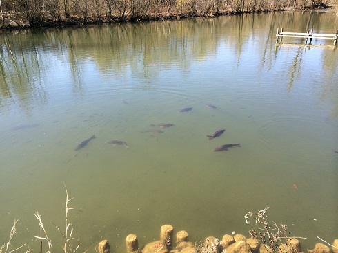 Thomas Cook (A0MR3W) - Rebound nach Kurssturz? 707090