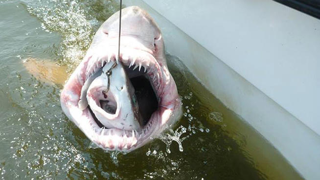 Der USA Bären-Thread 636409